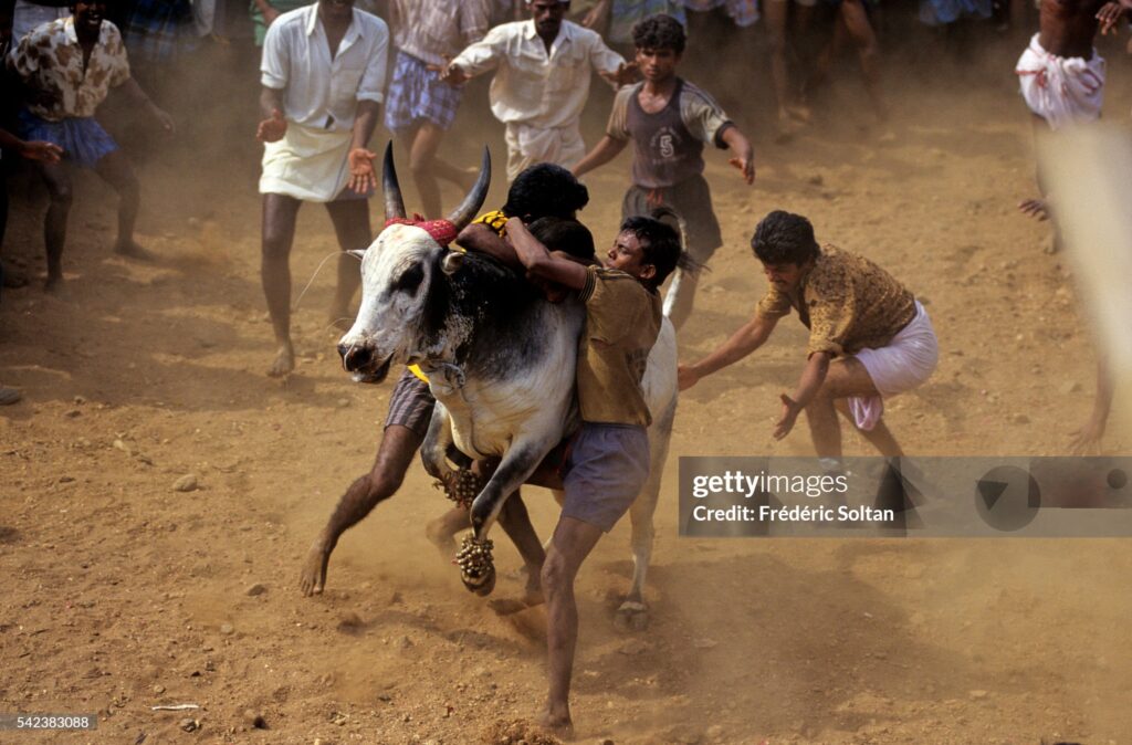 जल्‍लीकट्ट