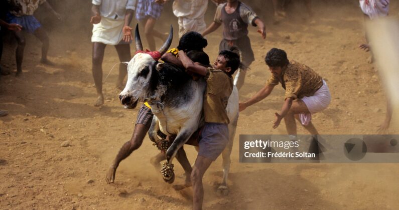 जल्‍लीकट्ट